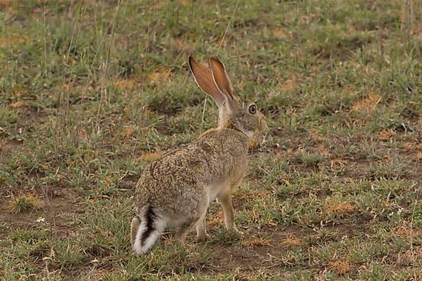 Cape hare