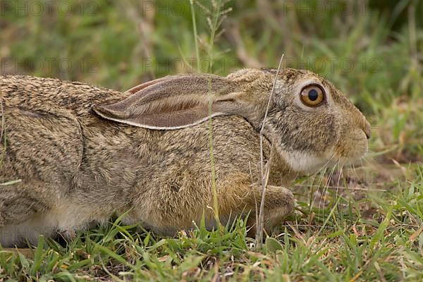 Cape hare