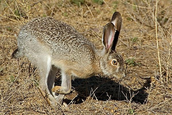 Black-tailed Jack Rabbit