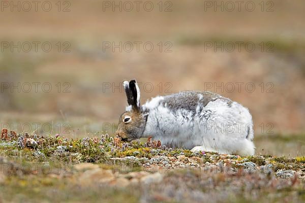 American Arctic Hare