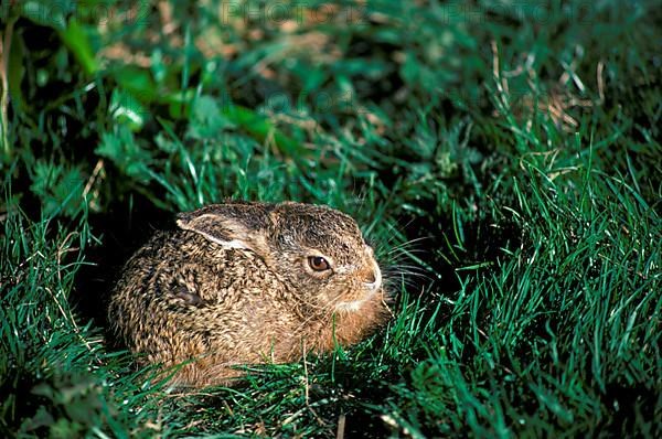 European hare