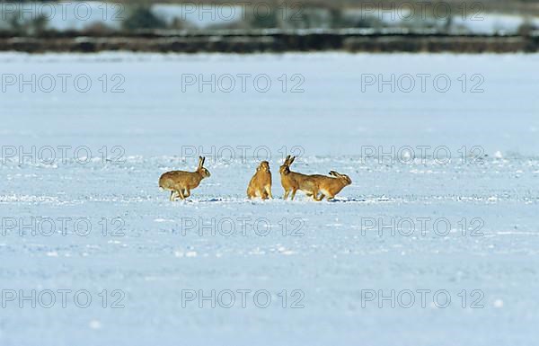 Brown Hare