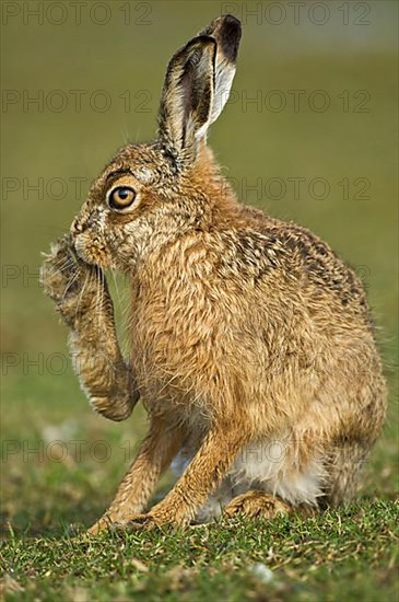 European hare