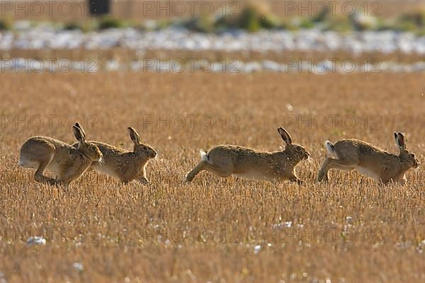 European Hare