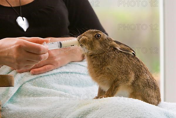 European hare