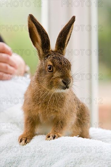 European Hare