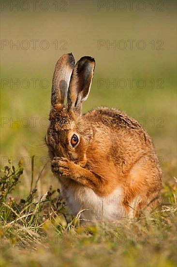 European Hare