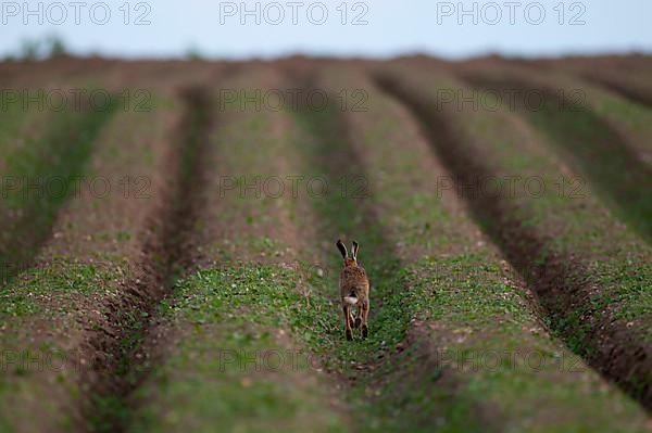 European hare