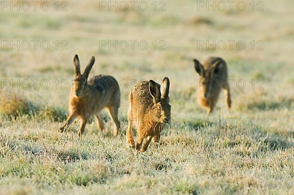 European hare