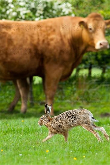 European european hare