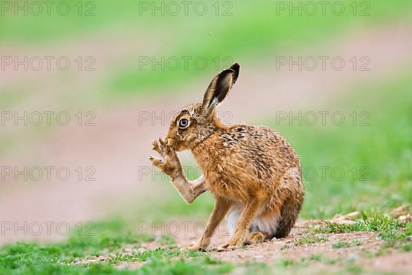 European Hare