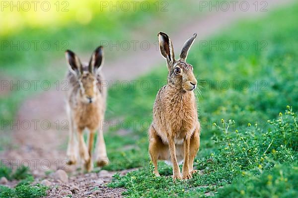 European Hare