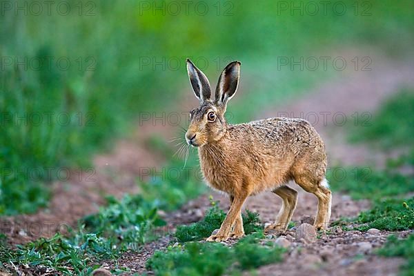 European Hare