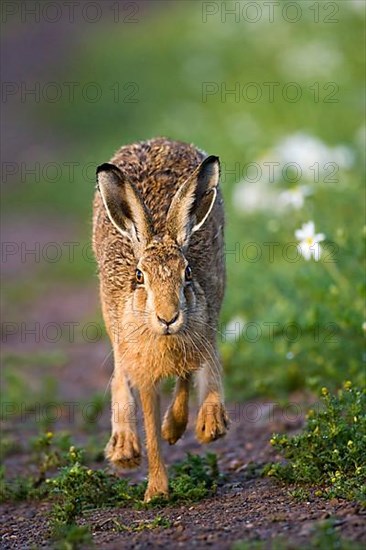 European Hare