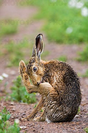 European Hare