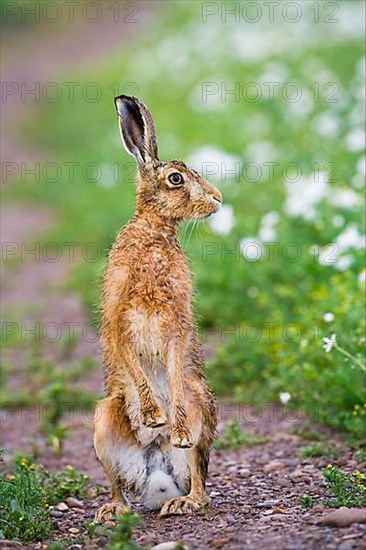 European Hare