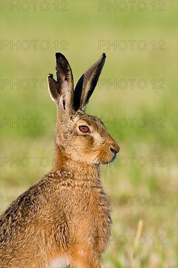 European Hare