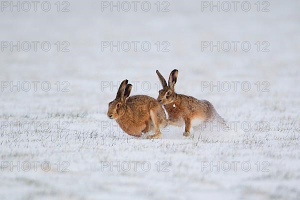 European Hare