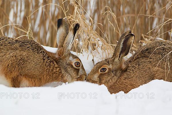 European Hare