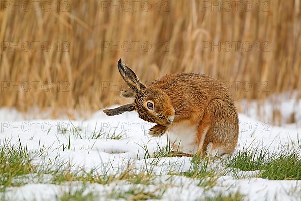 European Hare