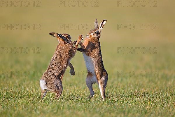 European Hare