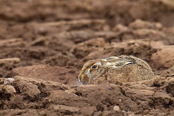 European hare