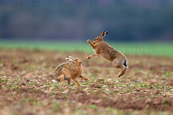 European hare