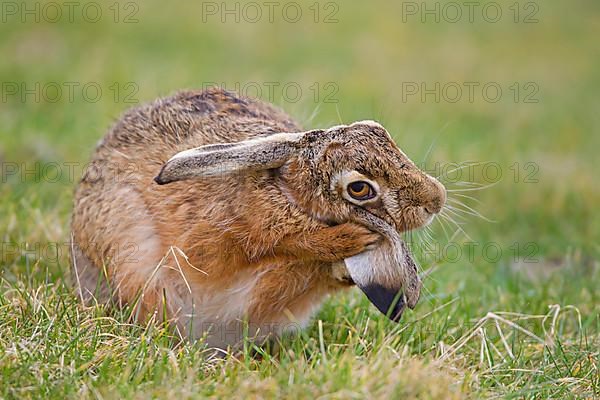 European Hare