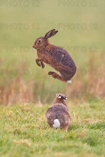 European Hare