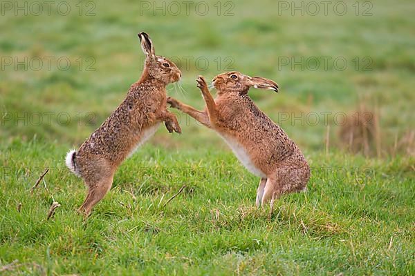 European Hare