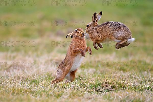 European Hare