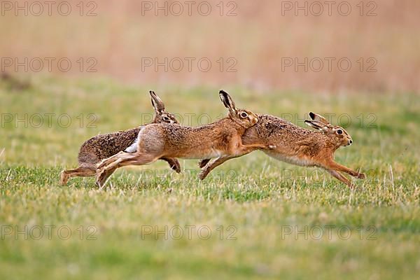 European Hare