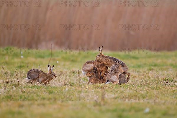 European hare