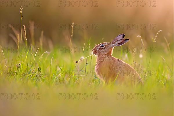 European hare