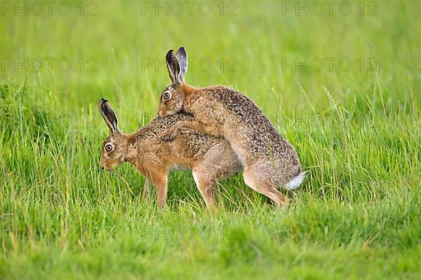 European hare