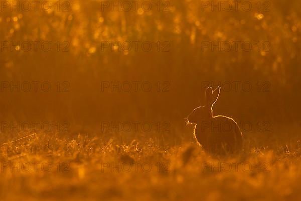 European Hare