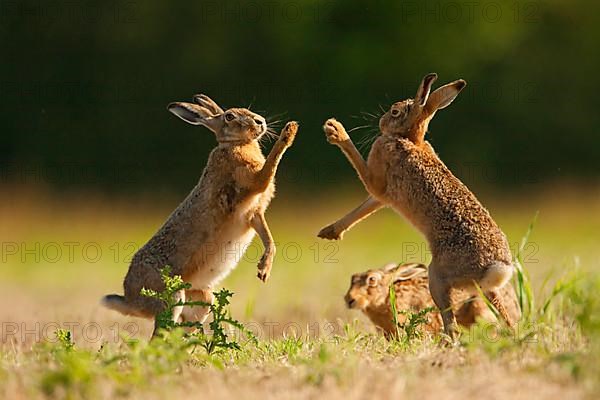 European Hare