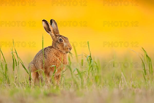 European Hare