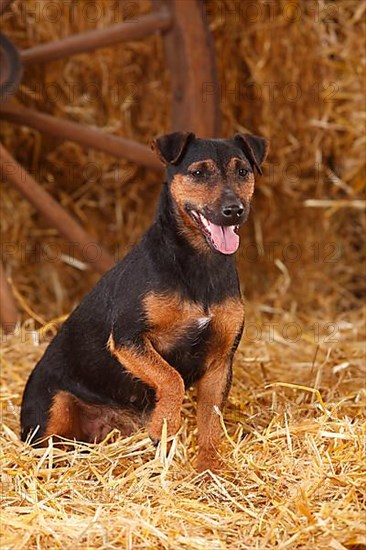 German Hunting Terrier