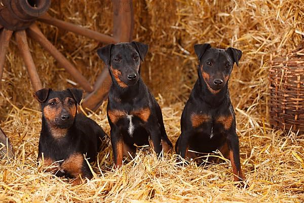 German Hunting Terrier