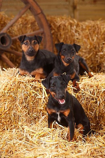 German Hunting Terrier