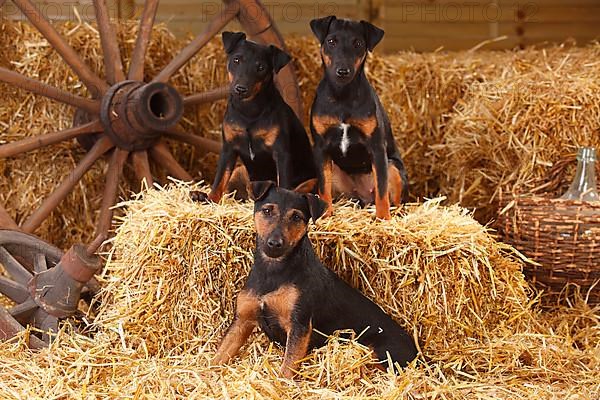 German Hunting Terrier