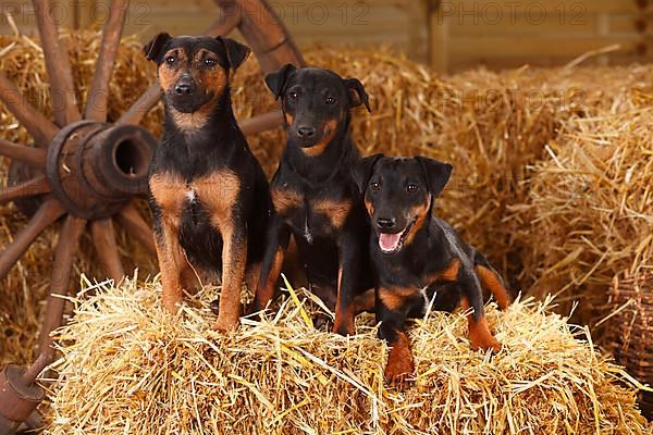 German Hunting Terrier