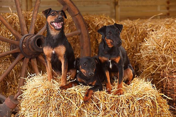 German Hunting Terrier