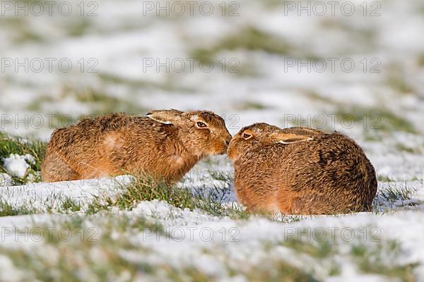 European hare