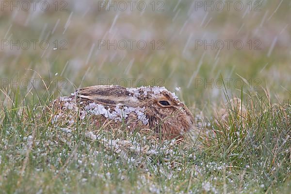 European hare