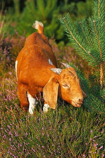 Boer goat