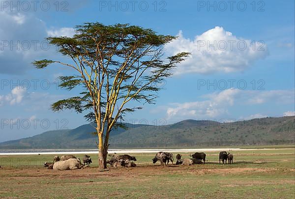 White Rhinoceros