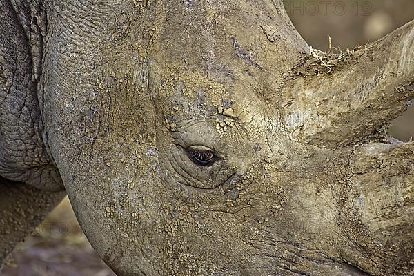 White rhinoceroses