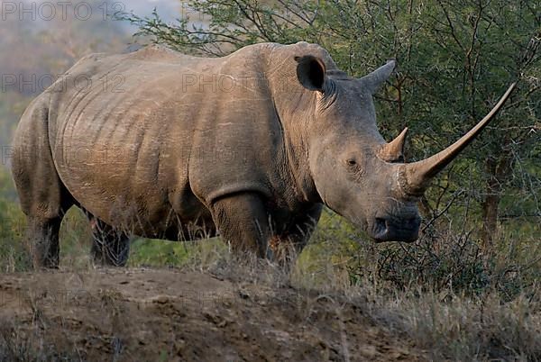 White Rhinoceros